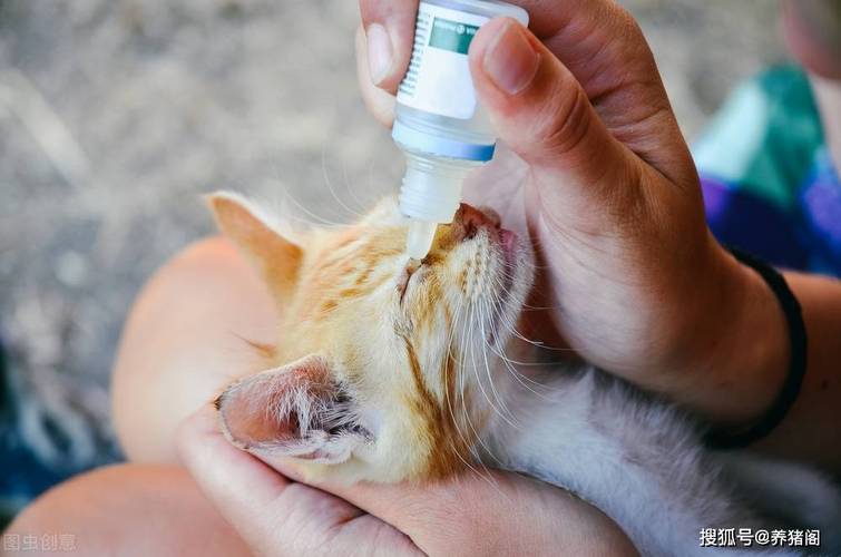 兽药的水很深？养猪拌料粉剂的用量，你真的知道吗？
